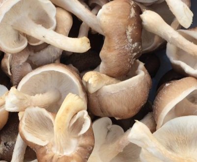 І в ліс не ходи! 5 грибів, які без труда можна виростити в саду