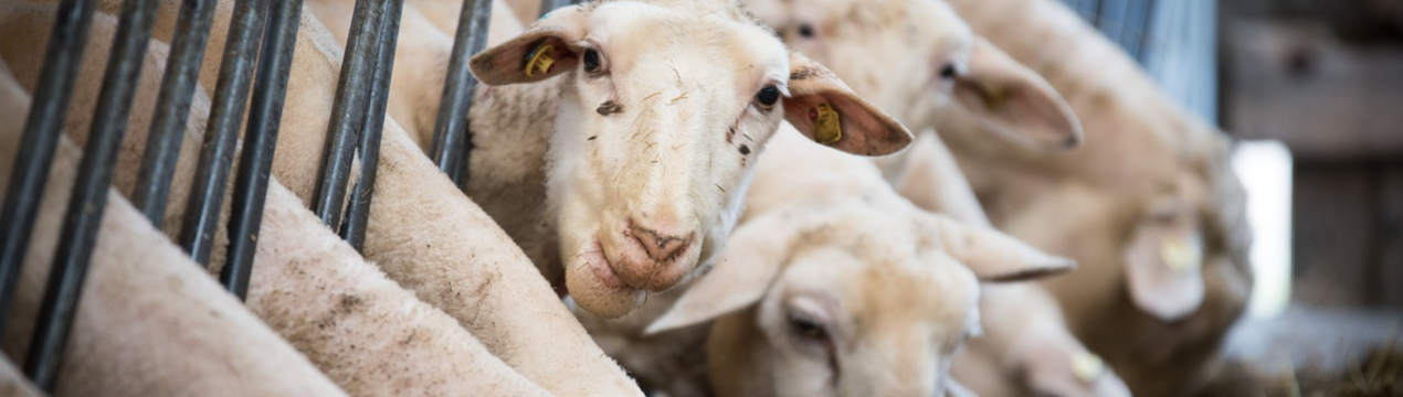 Європейський ринок баранини продовжує перебувати в складній ситуації