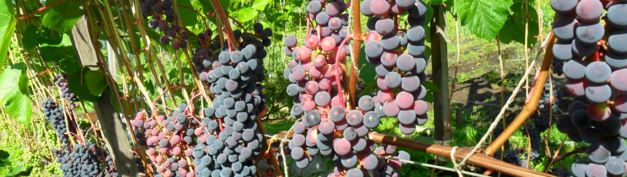 Особливості вирощування та догляду за виноградом в Ленінградській області
