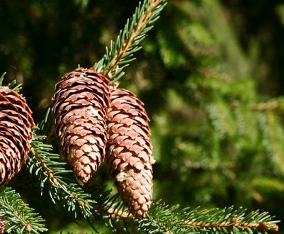 На що годяться ялинкові шишки? 3 варіанти використання в саду та огороді