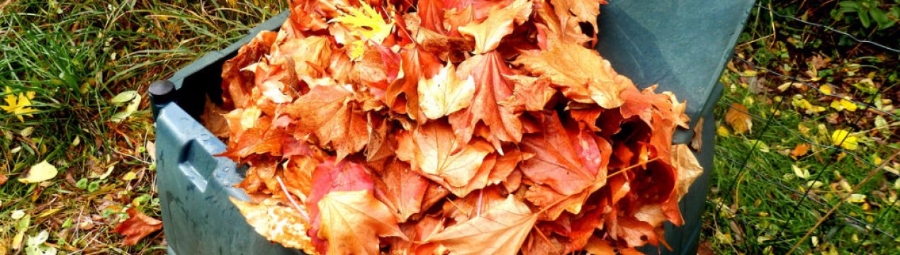 Різниця є! Які листя найкраще використовувати для компосту?