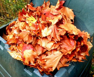 Різниця є! Які листя найкраще використовувати для компосту?