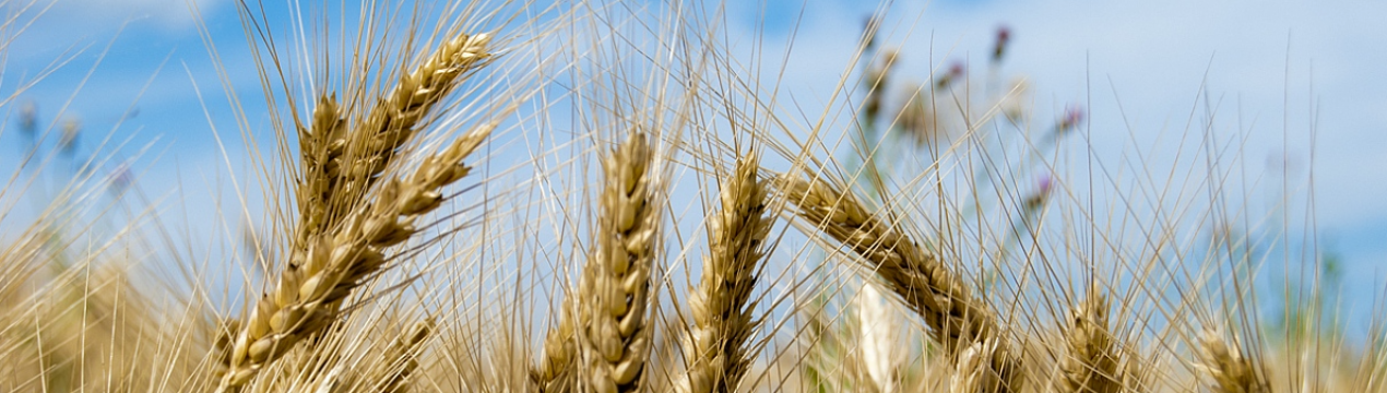 Аргентина схвалила використання ГМО пшениці