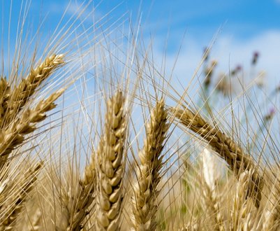 Аргентина схвалила використання ГМО пшениці