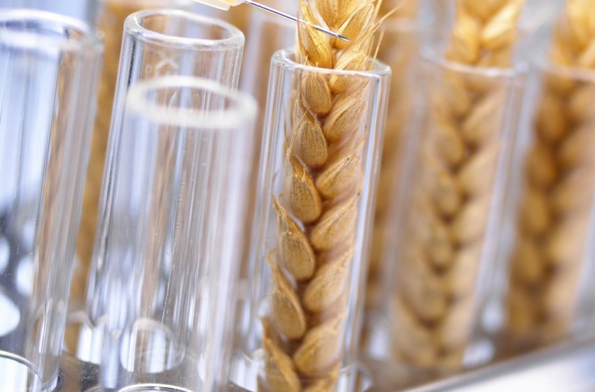 ГМО пшениця ГМО пшениця