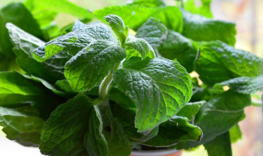 М[1]янучу м'яту прибирають з дому, замінивши на нову. Засохлі кущики притягають негатив.