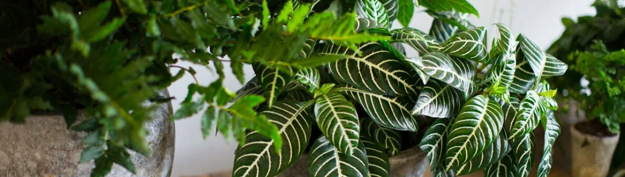 7 кімнатних рослин, які притягують у дім гроші, удачу та благополуччя