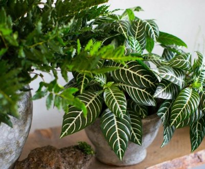 7 кімнатних рослин, які притягують у дім гроші, удачу та благополуччя