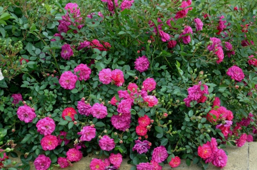 Ліловий дощ