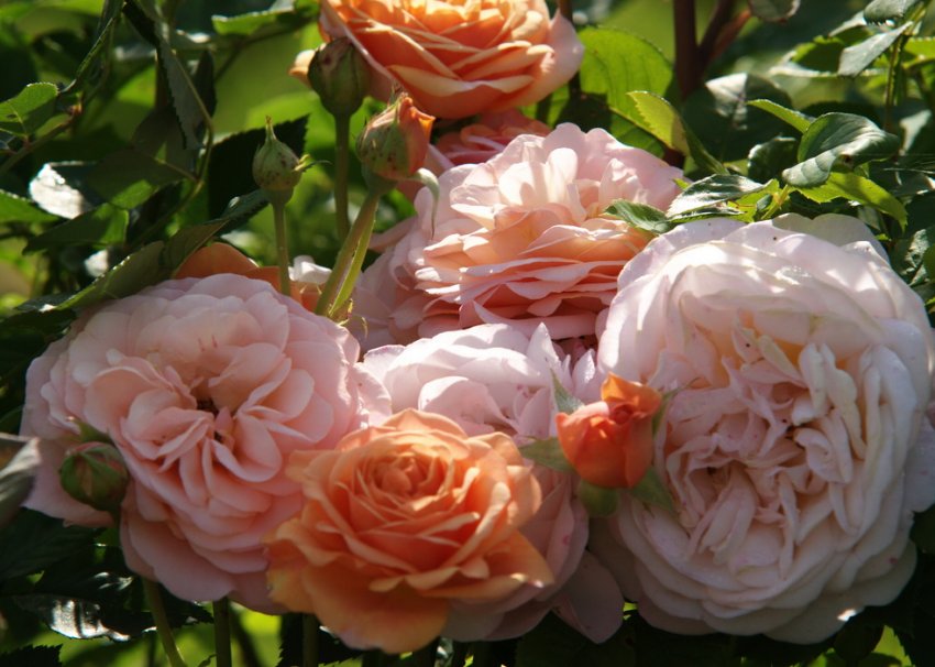 Чарльз Остін