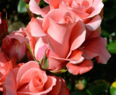 Холода не поміч: 8 найморозостійких сортів троянд, які доживають до весни