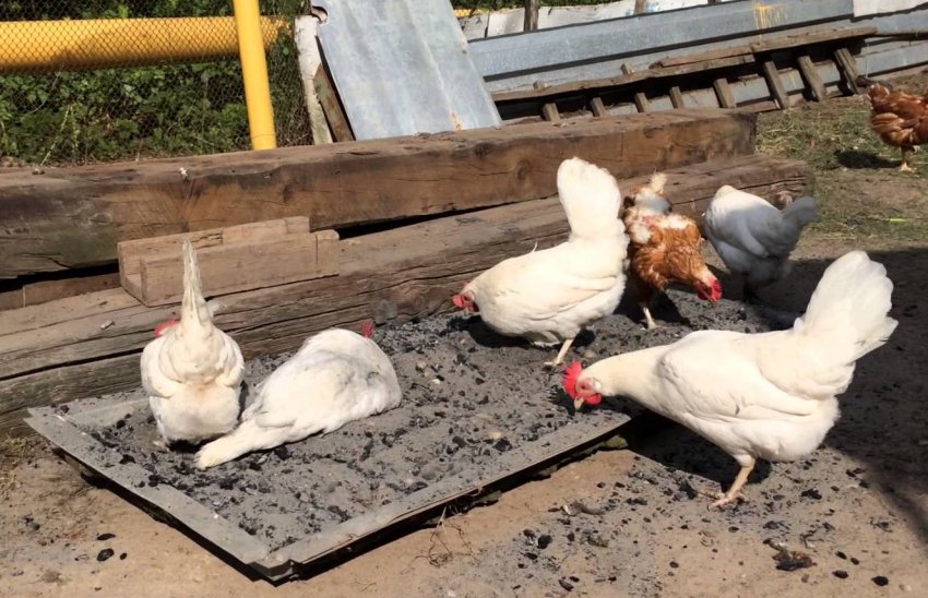 Зольні ванни для курей