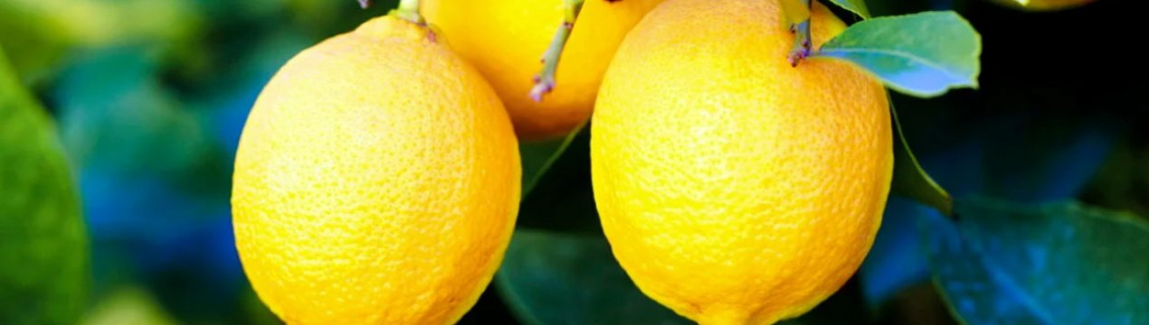 Немає чітких моделей споживання лимону через коронавірус