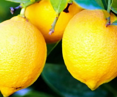 Немає чітких моделей споживання лимону через коронавірус