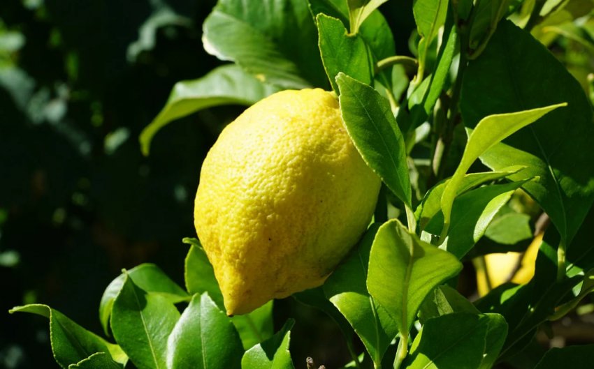 Лимон Лимон
