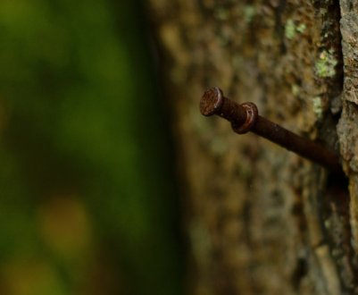 Дід завжди забивав ржаві гвіздки в плодові дерева: кращого саду як у нього не було ні в кого навколо