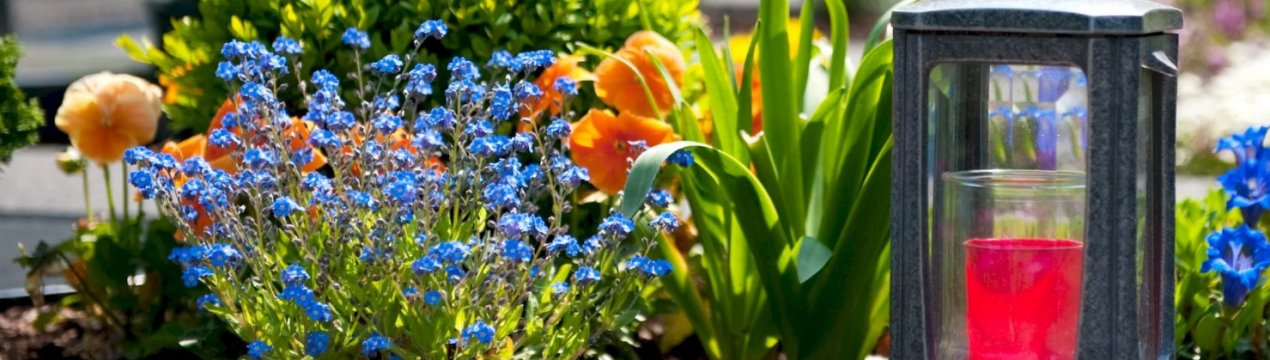 8 рослин, які краще садити на цвинтар