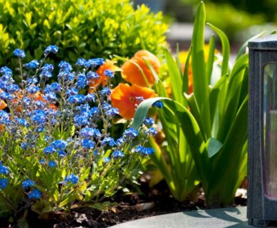 8 рослин, які краще садити на цвинтар