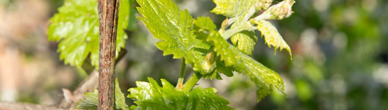 Весняне підживлення винограду для великого врожаю