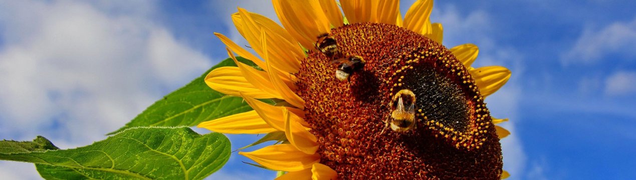 Дресірованим бджолам вдалося збільшити врожай соняшника