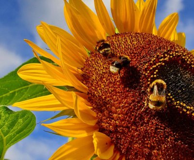 Дресірованим бджолам вдалося збільшити врожай соняшника