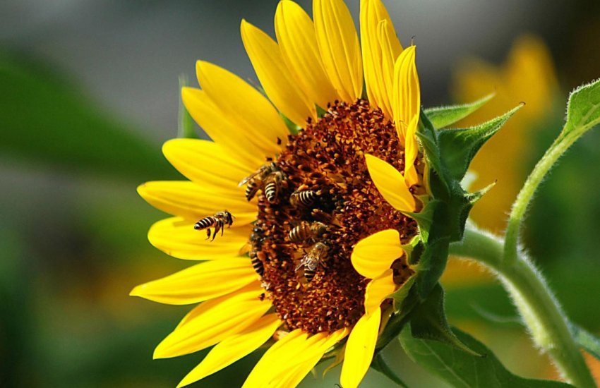 Запилення соняшника