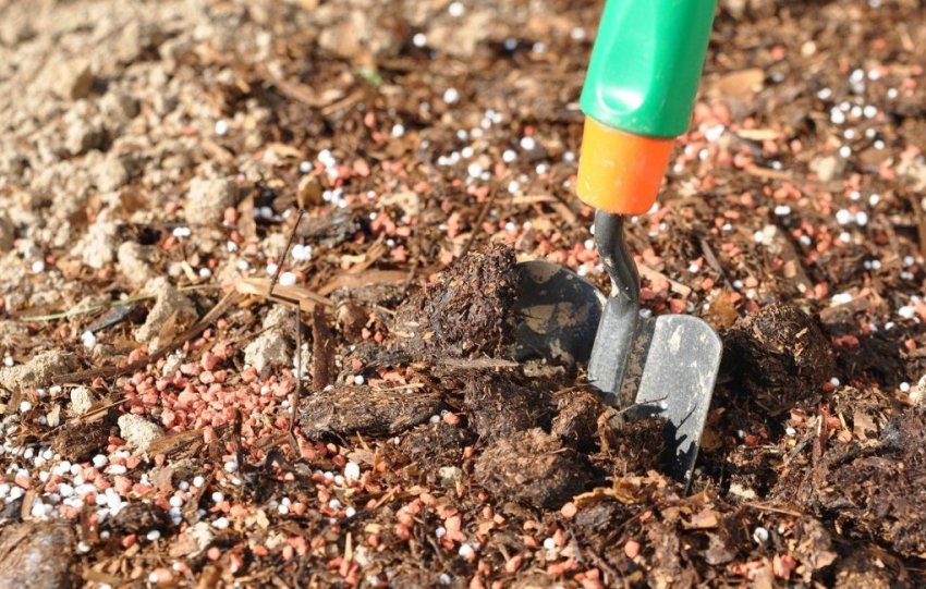 Внесення осінніх підживлень Внесення осінніх підживлень