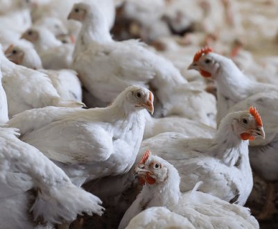 Породи бройлерів: опис, зміст і догляд в домашніх умовах