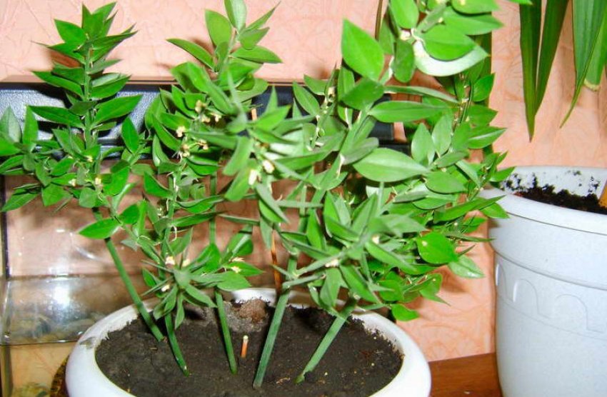 Пересадка рускуса Пересадка рускуса