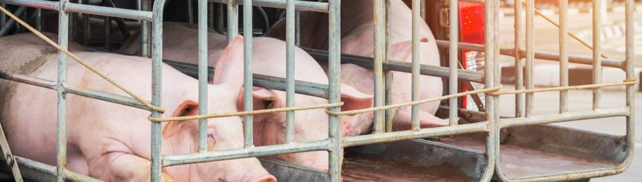 В Аргентині злодії вбили свиней з перевернутого вантажівки на шосе