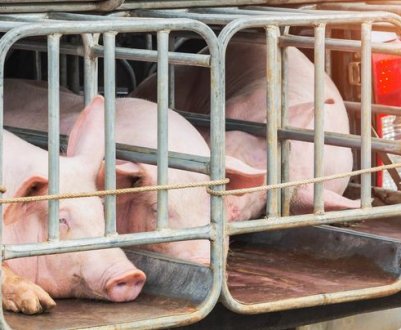 В Аргентині злодії вбили свиней з перевернутого вантажівки на шосе