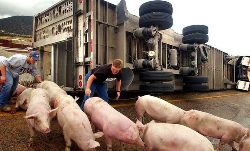 Вантажівка зі свинями
