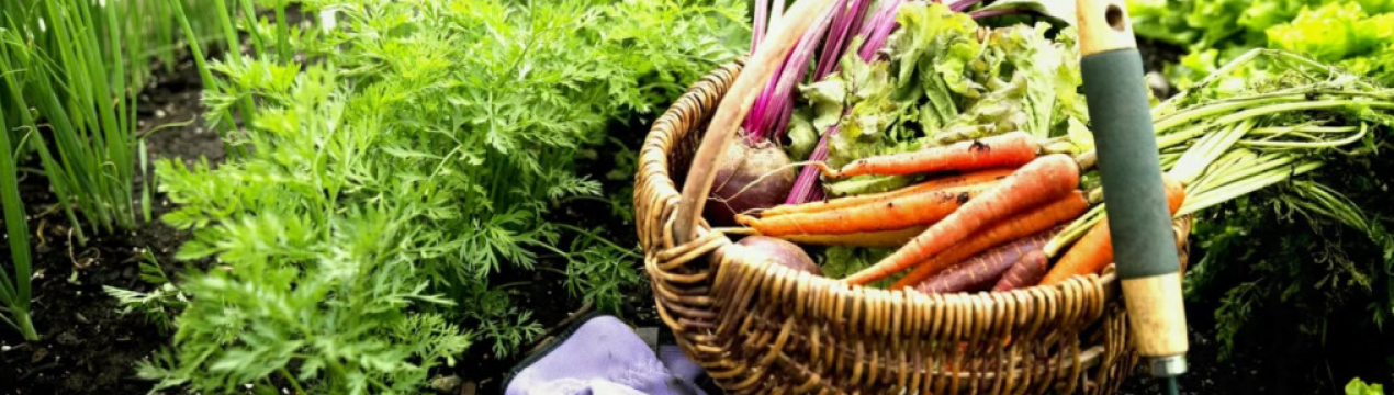 Хтось вкрав весь врожай з дачі, а ключі були лише у брата чоловіка: можливо, це просто злодії