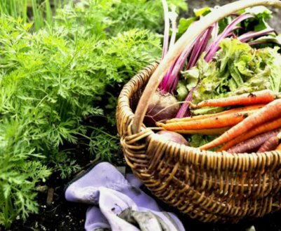 Хтось вкрав весь врожай з дачі, а ключі були лише у брата чоловіка: можливо, це просто злодії