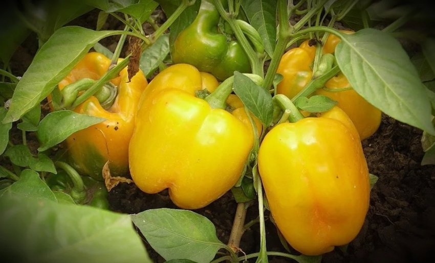 Перець сорту Бугай Перець сорту Бугай