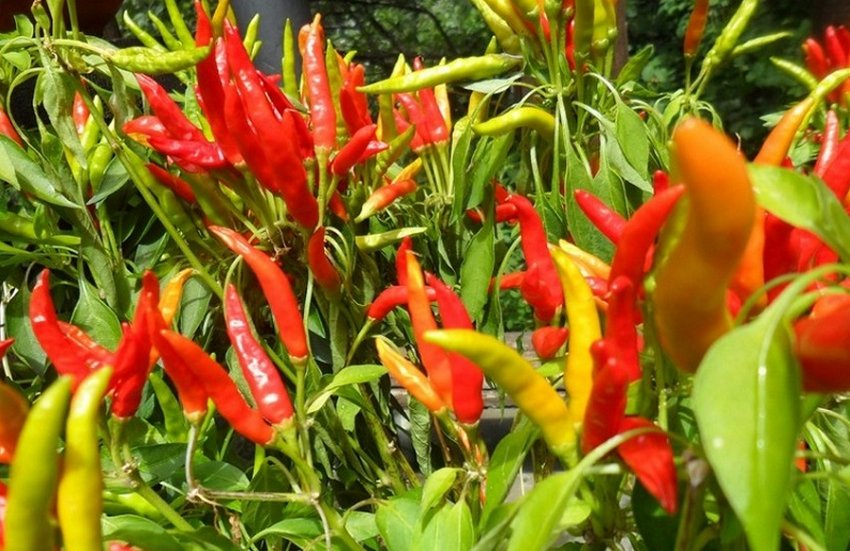 Перець Гостряк Перець Гостряк