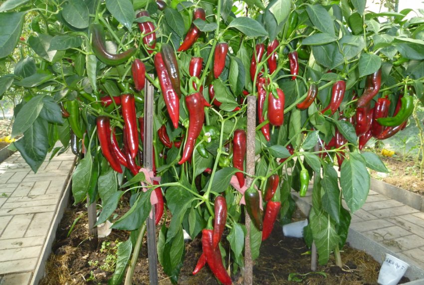 Сорт перцю Какаду Сорт перцю Какаду