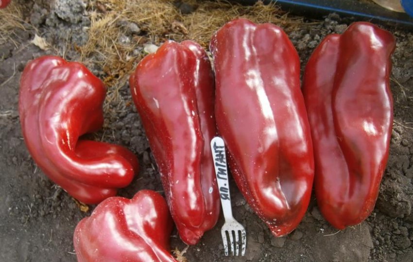 Сорт перца Японський гігант Сорт перца Японський гігант