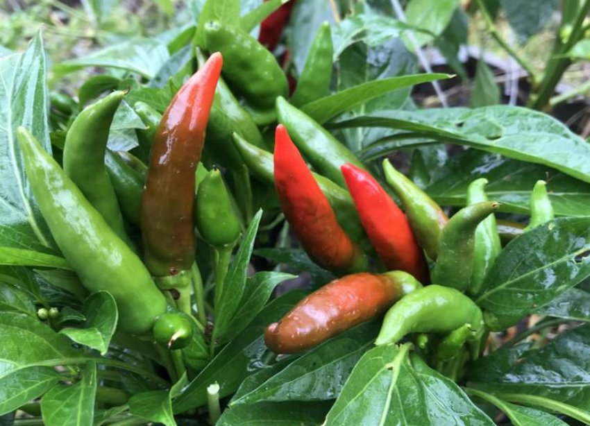 Перець Дзьоб сокола Перець Дзьоб сокола