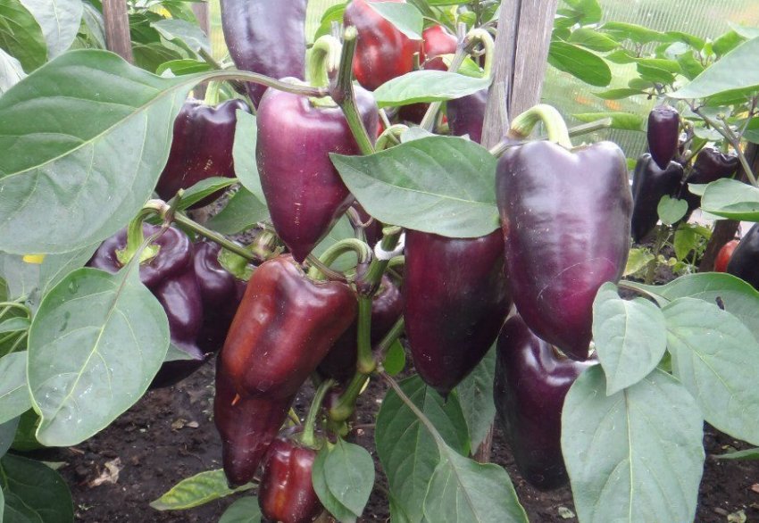 Сорт перця Мачо Сорт перця Мачо