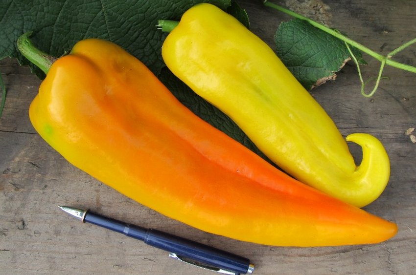 Перці Самсон Перці Самсон