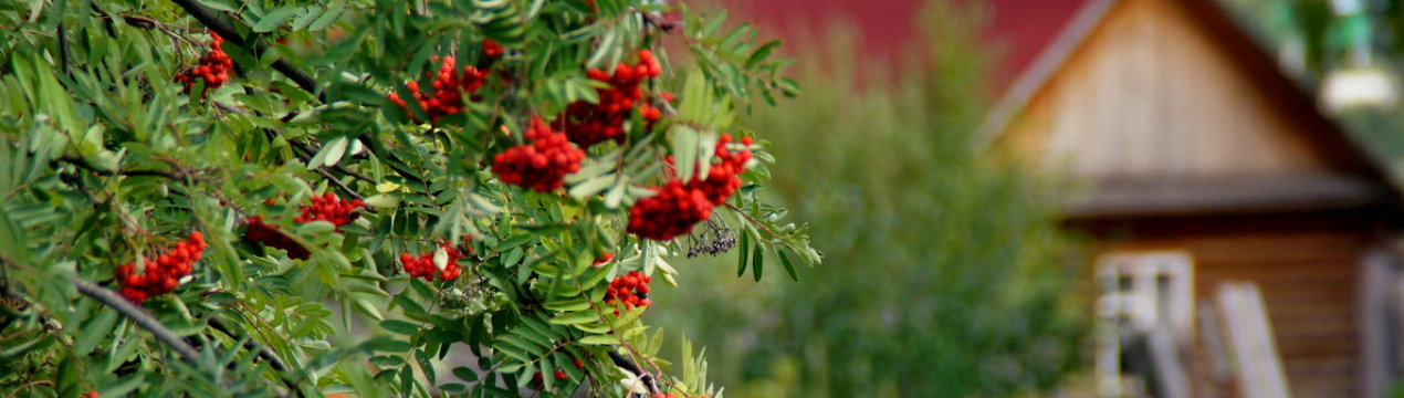 Сусідка по дачі посадила рябину возле дому: коли я дізналася, зачем, то посадила також