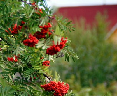Сусідка по дачі посадила рябину возле дому: коли я дізналася, зачем, то посадила також