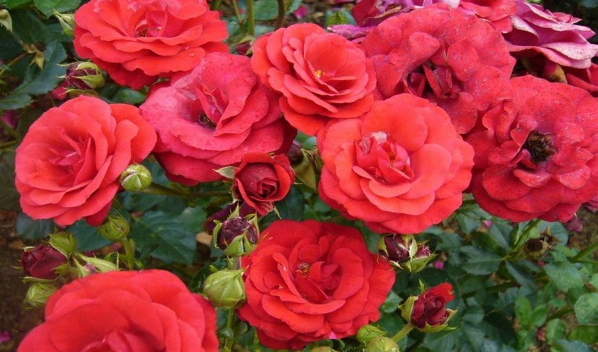 Стромболі Стромболі