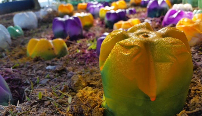 Пляшки для укриття квітів