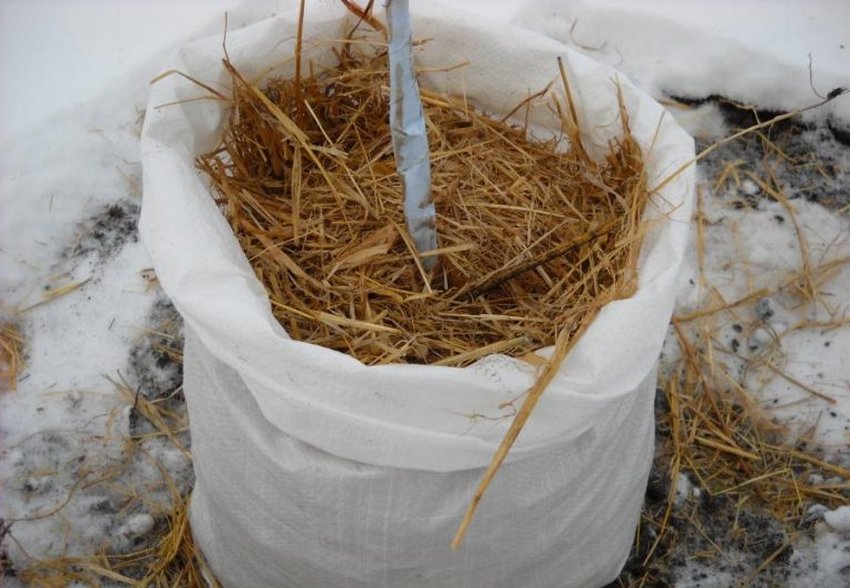 Солома для укрытия цветов