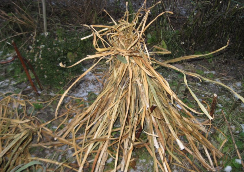 Укриття квітів гіллям