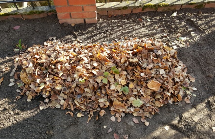 укрытие растений. укрыв листвой. опавшая листва. листья осенью. укрыв листвой.