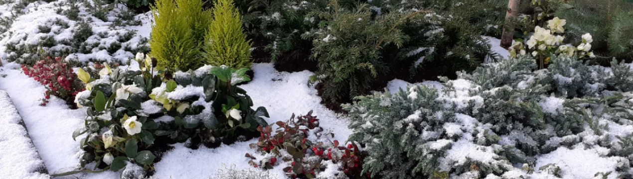 8 корисних матеріалів, які ідеально підходять для укриття квітів: вони не лише зігріють, а й не завдадуть шкоди