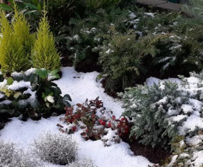 8 корисних матеріалів, які ідеально підходять для укриття квітів: вони не лише зігріють, а й не завдадуть шкоди